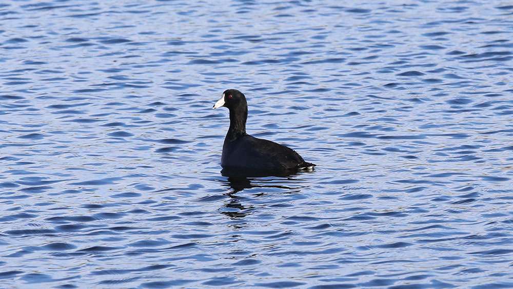 Meanwhile, a coot.