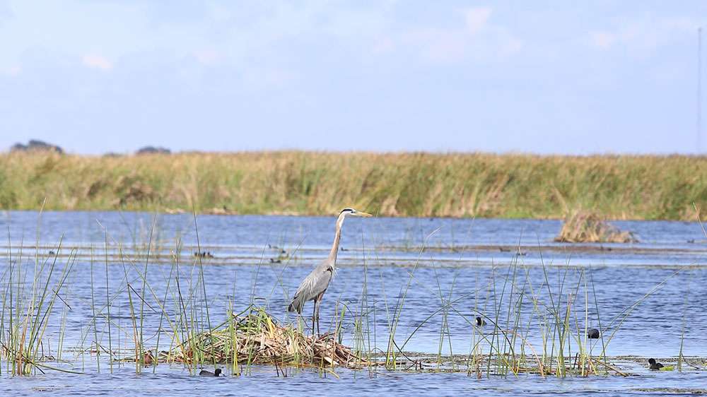 And a blue heron