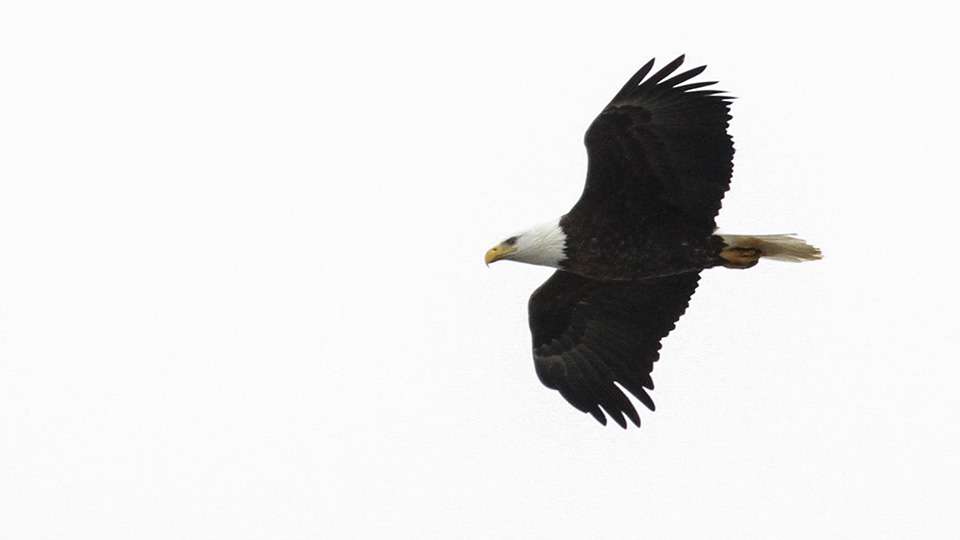 A bald eagle flew over us as Palaniuk fished.
