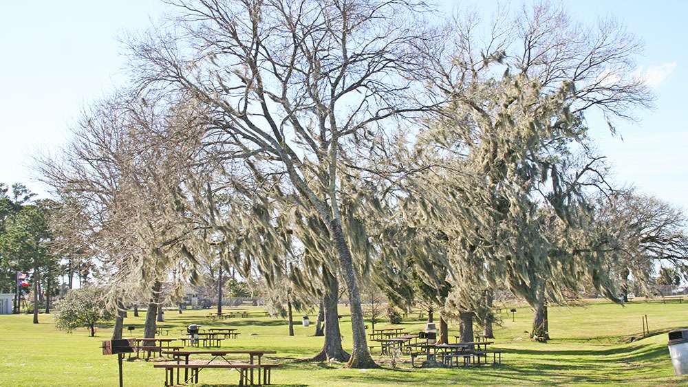 Trees also help to keep off the sun picnickers. If the tables are taken, spread a blanket on the ground and enjoy everything that is going on.