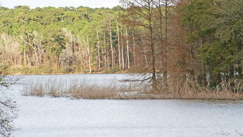 About 10,000 native aquatic plants have been planted in Lake Conroe with majority being water willow.