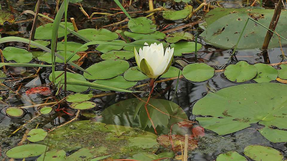 Water lilies are known for their distinctive pads that bass love to use as shade, but hereâs the plantâs flower, the lily part.
