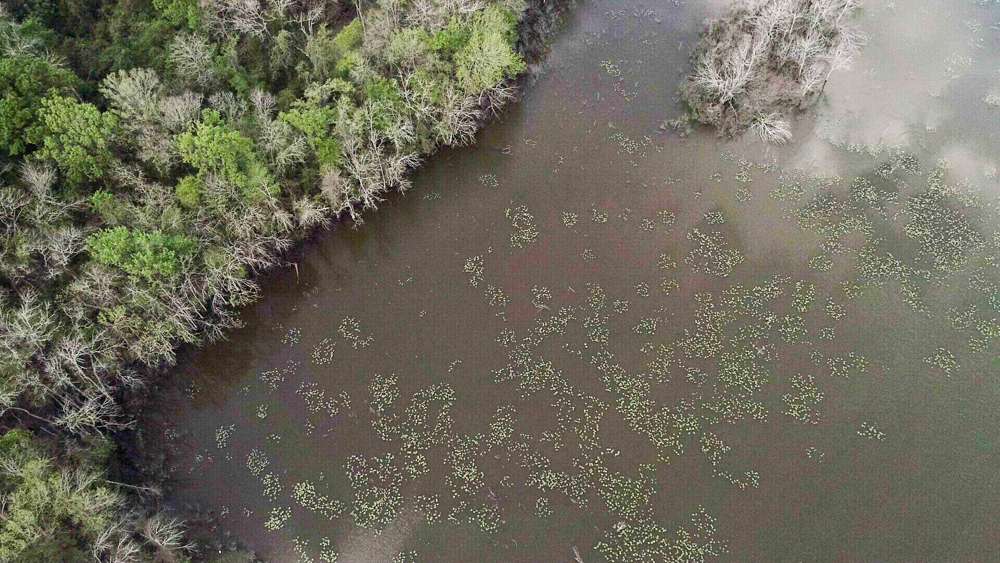 With a mix of wood, grass, pads and who knows what else, there are plenty of places for fish to hide and thrive. 