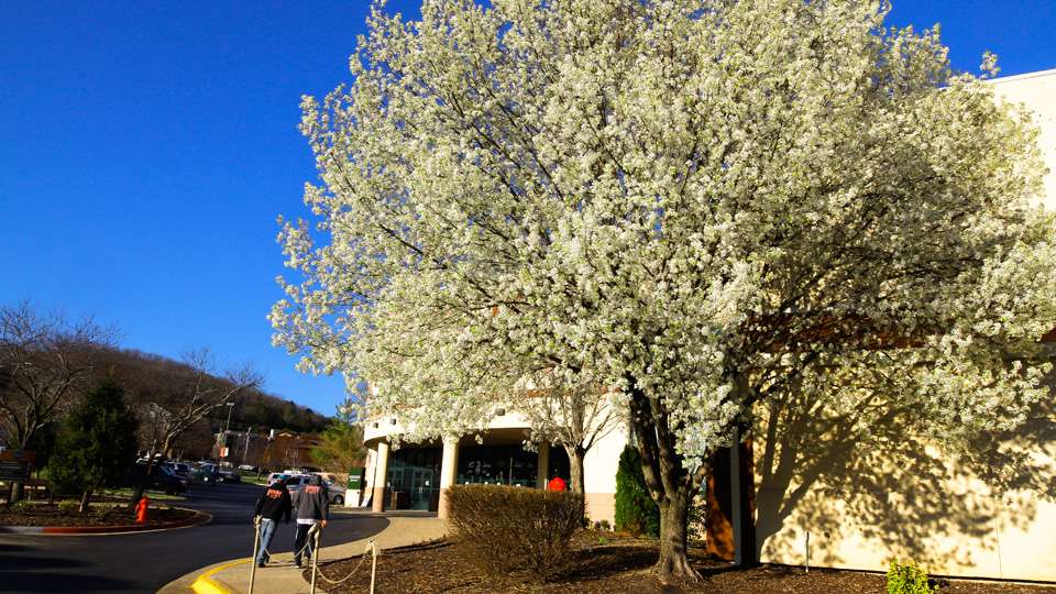 You know springtime is near when the Bradford pear trees are blooming down south. 