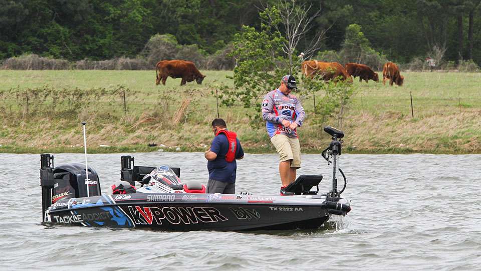 Would it be a Texas bass tournament without cattle on the lakeshore?