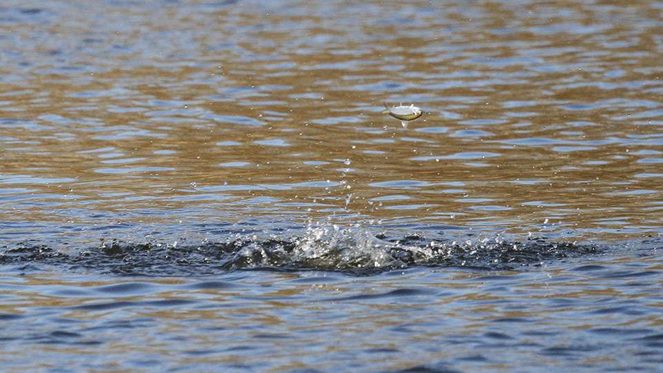 There was early activity as bass were feeding on shad in their area.