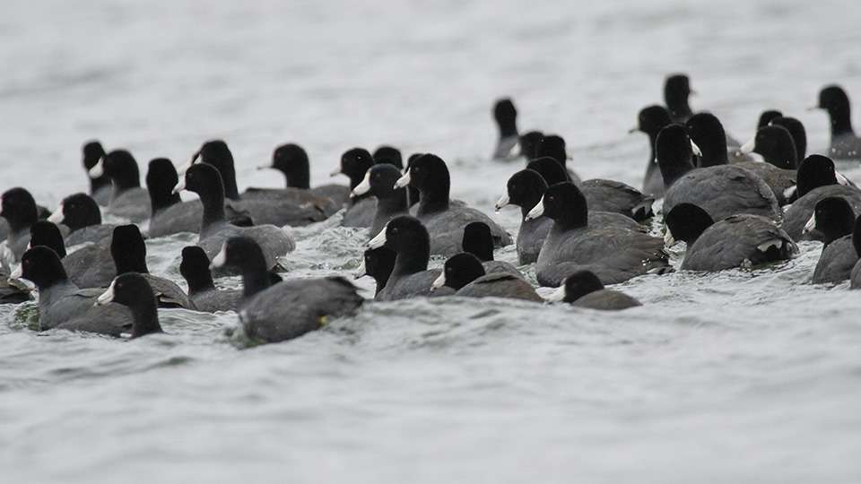 A big group of coots was moving across the lake.