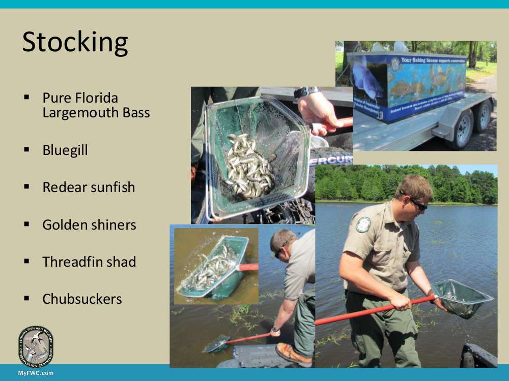 Forage fish species were stocked in fall 2014 followed by pure Florida Largemouth Bass in spring of 2015 and spring 2016.