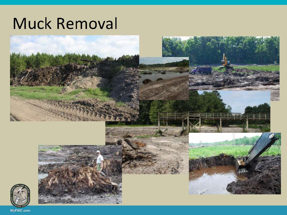 During summer and fall of 2014, 60,000 cubic yards of muck were removed from the lake. Muck was as deep as 8 feet in some areas.