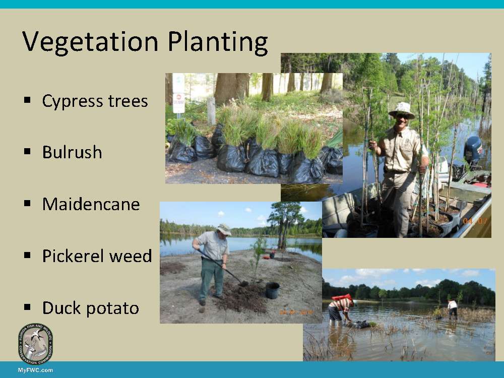 As the lake was refilled, beneficial native vegetation was planted.