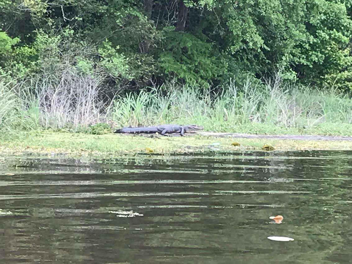 According to WAPT News, there has never been a case in recorded history of an alligator killing a human being in Mississippi.