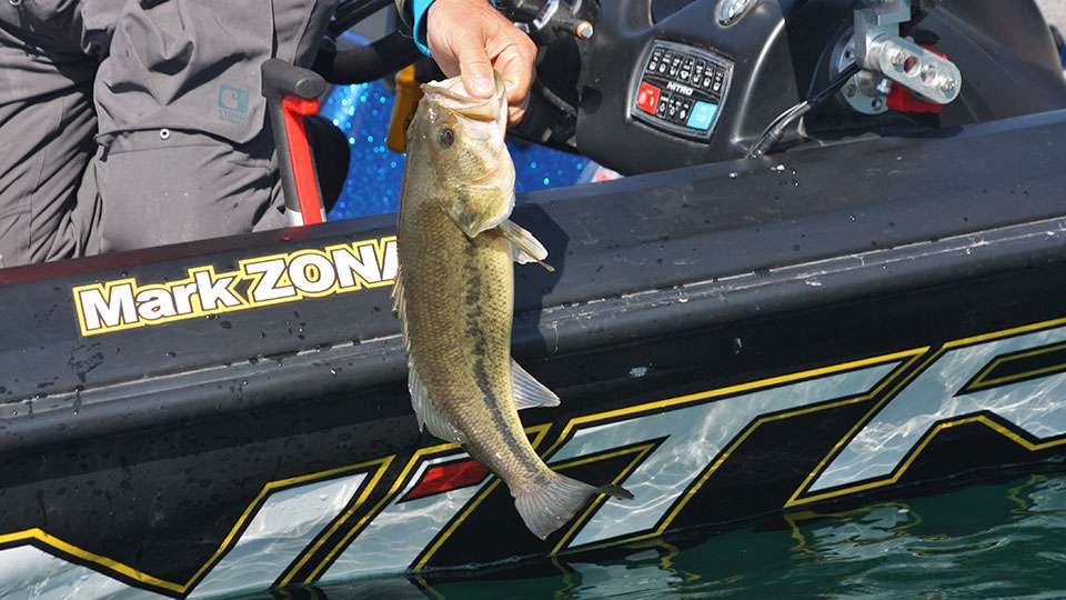 Another largemouth comes in but Zona was most pleased with catching several large smallmouth. 

