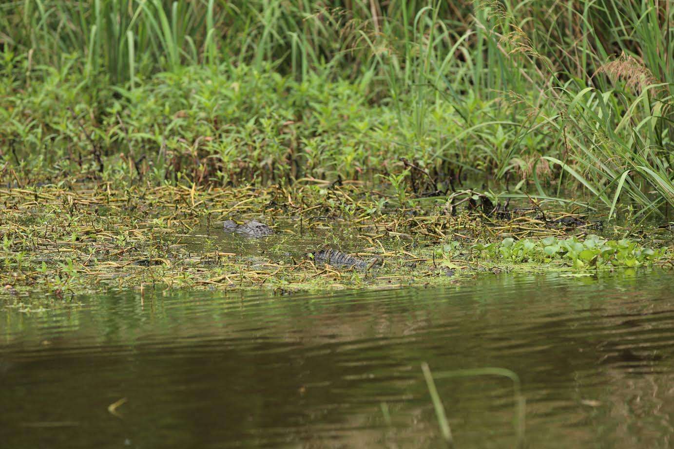 The last time the Mississippi Department of Wildlife Fisheries and Parks counted alligators, they found more than 8,000 in Hinds, Madison and Rankin counties alone.