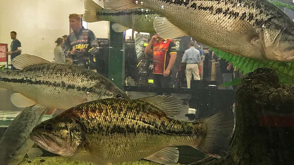 Back in the Expo, Greg Vinson might be on Conroe fishing if he ran into more of these during the 2016 Elite season. Vinson was working the DICKâS Sporting Goods booth that had a huge fish tank serving as a wall.