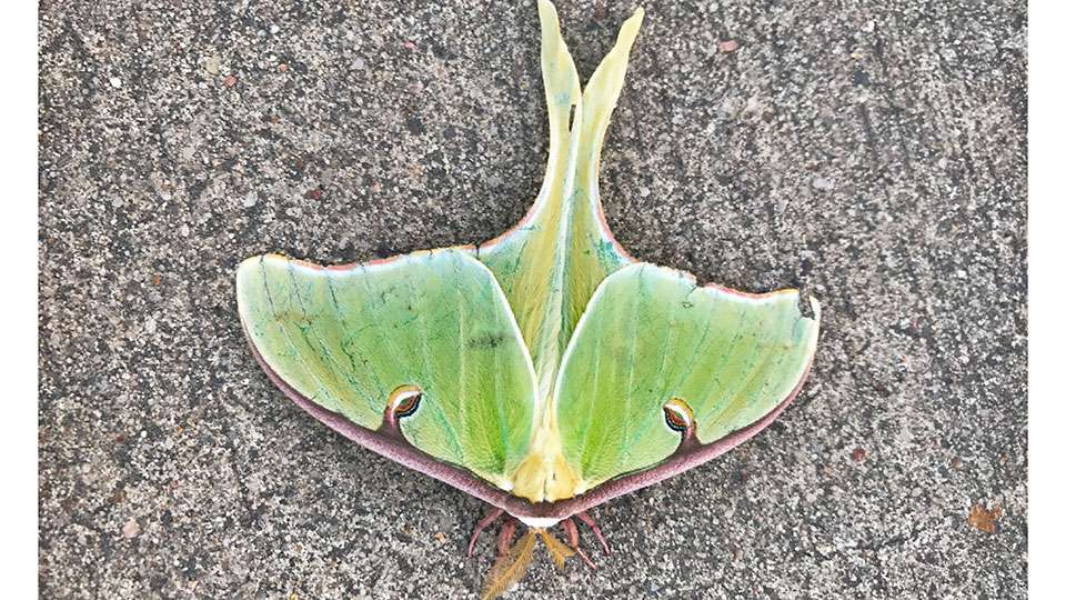 Bassmaster.com reporters Steve Wright and Mike Suchan came upon this luna moth in a Conroe grocery store parking lot before heading to Tuesdayâs registration. Encounters with this species are considered rare, and as such, a web site espousing moth symbolism said a sighting can bring certain fortunes, like success against foes. A luna moth's life span is one week, and they canât eat, living only to reproduce. So letâs go with the sighting as simply a portend we would be at the Classic a week and see beautiful things.