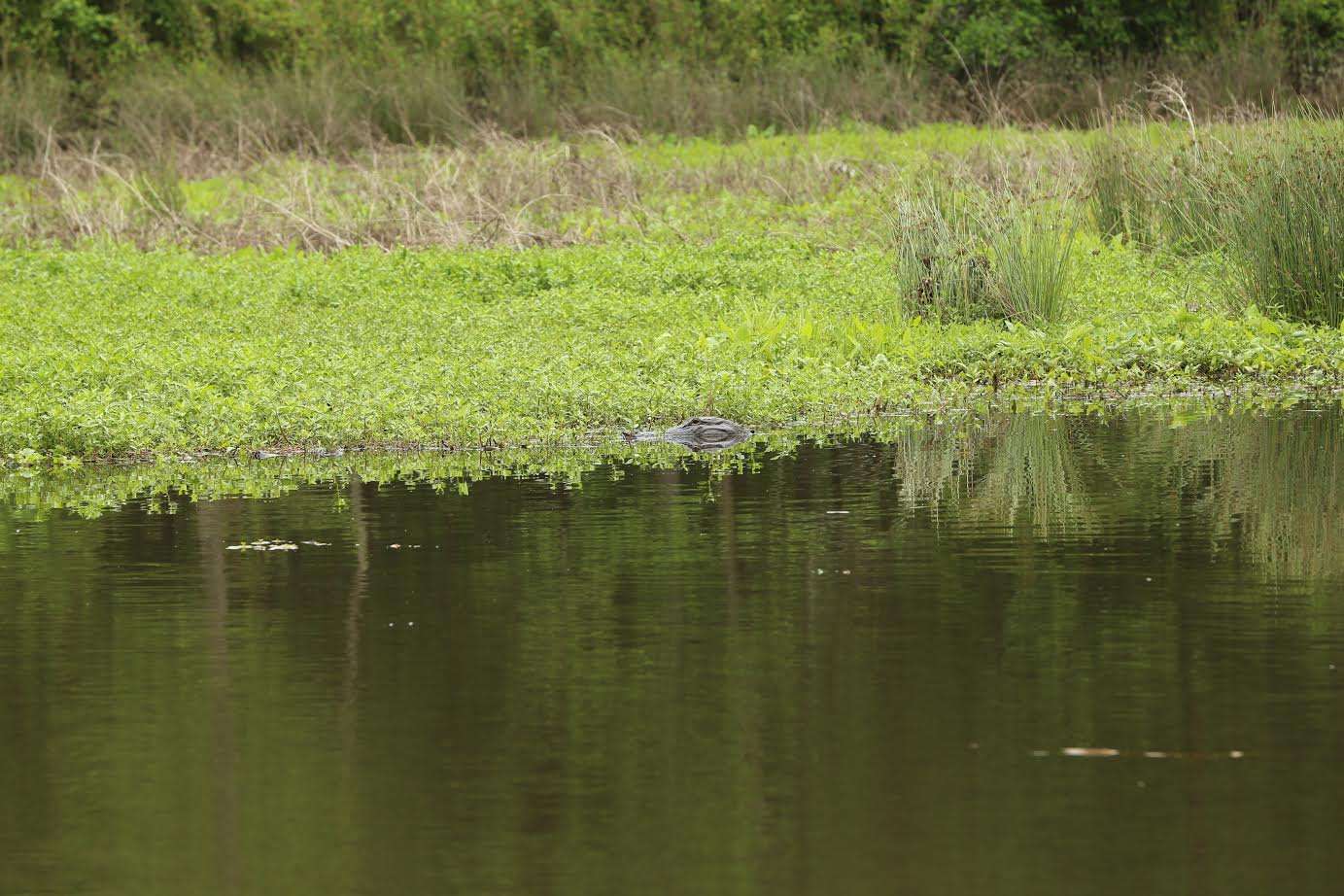 Alligators are native to the Pearl River, and the consequent Ross Barnett Reservoir, as well as nearly two thirds of the state of Mississippi. 
