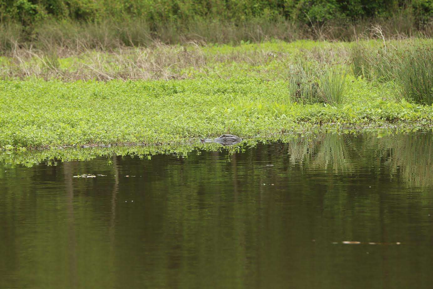 Alligators are native to the Pearl River, and the consequent Ross Barnett Reservoir, as well as nearly two thirds of the state of Mississippi. 