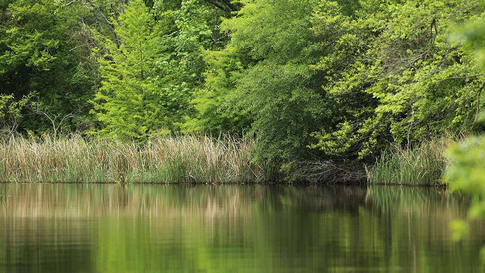 Everything is very green at Ross Barnett as spring in the deep south has fully set in. Beautiful!