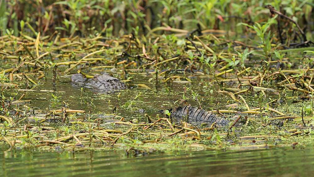Ross Barnett is home to thousands of gators, which were stocked here some years ago. They are thriving in this Mississippi Reservoir.