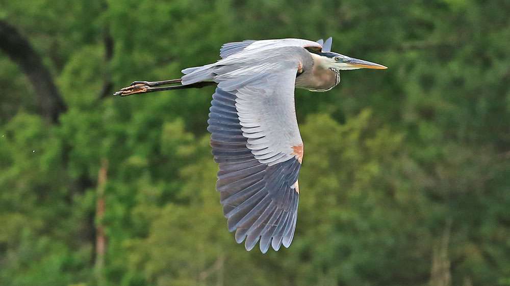 Meanwhile, a great blue heron.