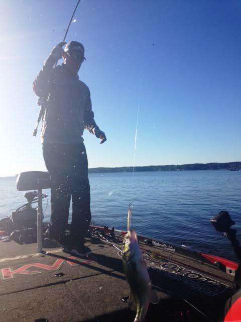 KVD boating his 5th keeper using a jerk bait on a beautiful morning on Toledo Bend