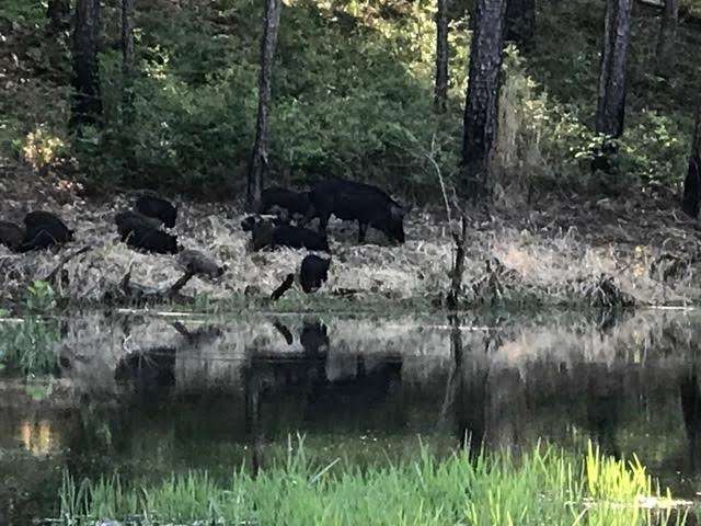Feral hogs spotted while fishing on The Bend. 