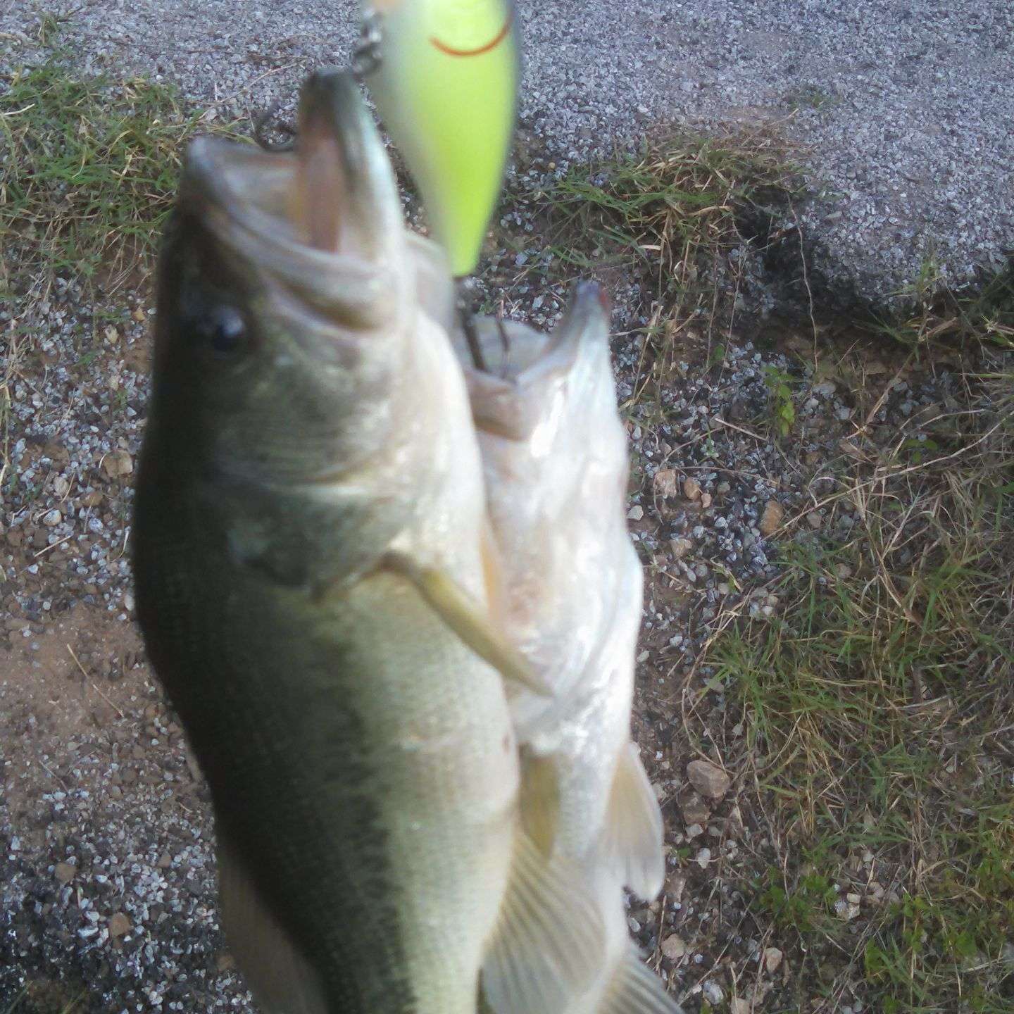 Jason May via Facebook: For the first time yesterday on Wheeler Lake in Alabama happened on back to back cast
