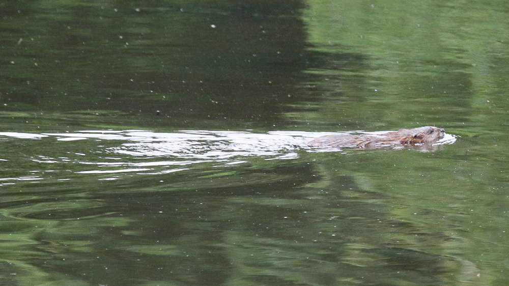 Meanwhile a beaver swims by on a mission. 