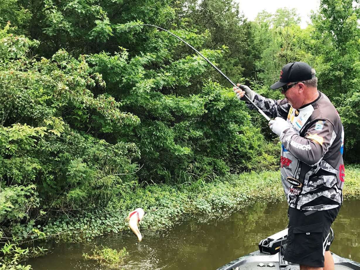 John Murray loads up on a solid fish to get his limit...