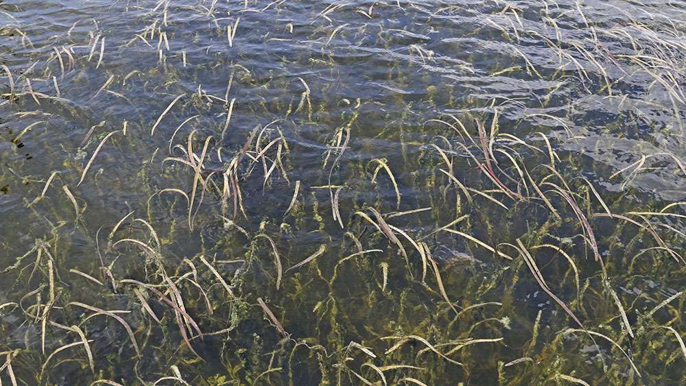 Dense beds of eel grass carpet dominate the Lake Lloyd habitat.