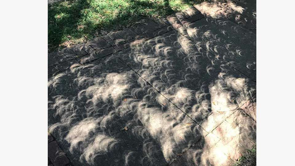 Chris Mitchell went outside of the B.A.S.S. office and noticed, like a lot of other folks did, that the eclipse projected through treetops onto the ground. Nice.