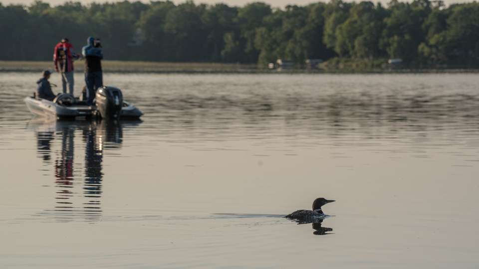 The loon, which is also Minnesota state bird floats by searching for his breakfast.