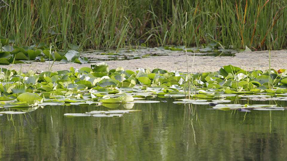 Occasional lily pads grace the fields of reeds.