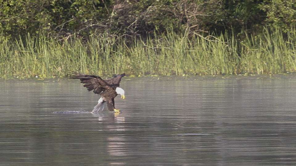 The first catch of the day in this region wasn't by any anglers, but rather this eagle.