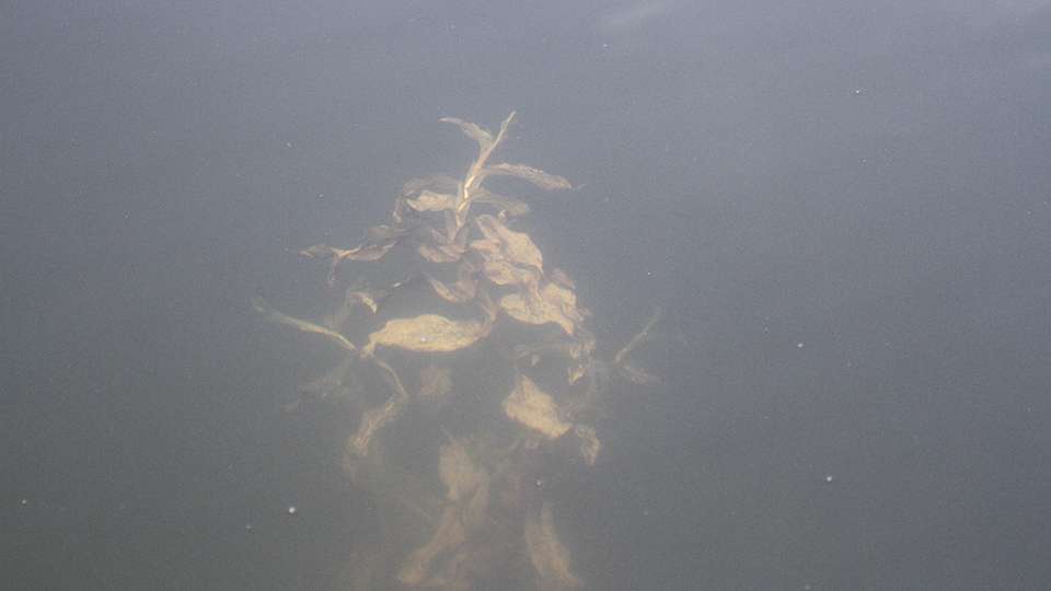 This is some of the Minnesota cabbage they are catching fish out of.