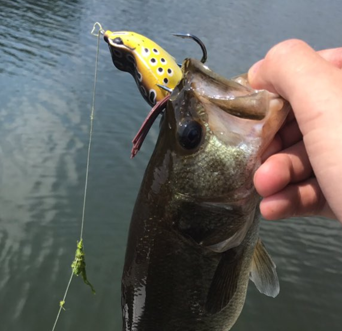 Jake Haas via Twitter: Caught a green one just minutes before the eclipse!
