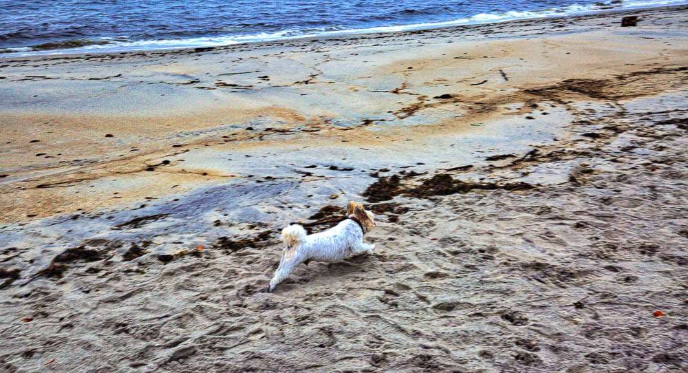 â¦and empty Long Island sound beach frees up the soul of a Greyhoundâ¦