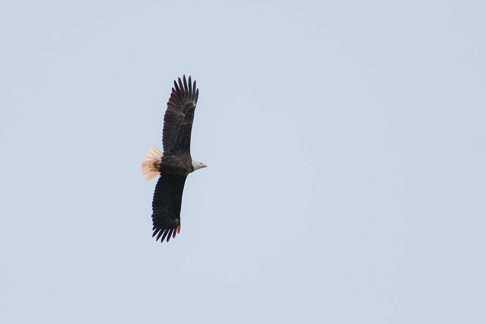 An eagle flys overhead. In fact there were two flying together in that cove.