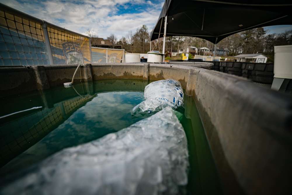 Ice is added to the water tanks to keep the fish healthy before being weighed.