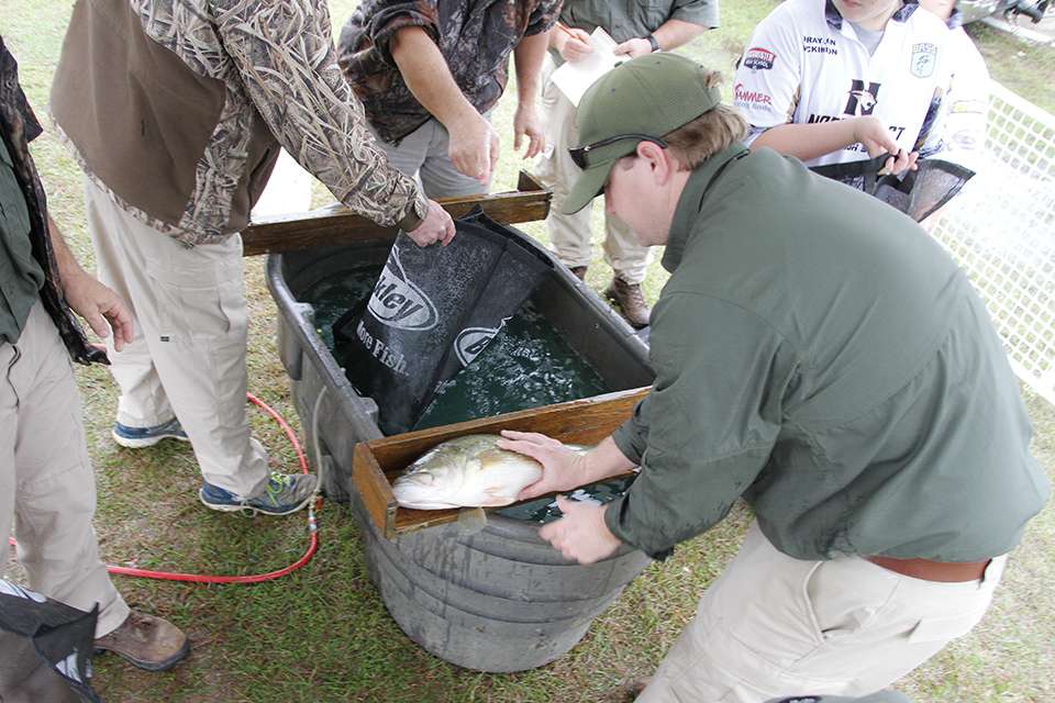 Mississippi Wildlife did fish testing back stage and immediately returned the fish to the lake. Their tests will help the fishery continue to get better.