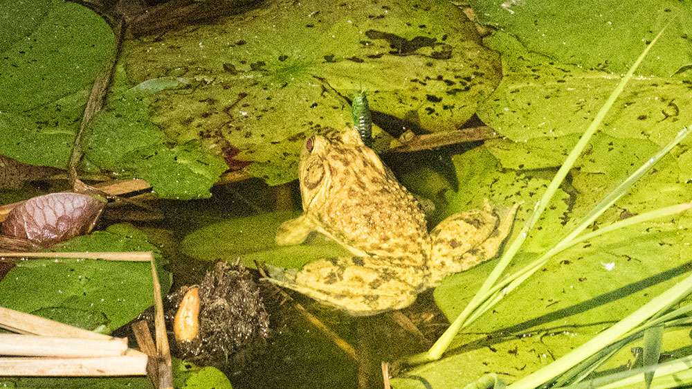 Bullfrogs in the area were getting ready to spawn, grouping up in what is known as choruses. This one rests on a lily pad, while a bait is lowered in front of it.
