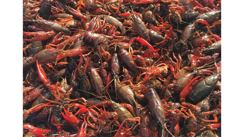 And as long as weâre thinking of food, check out what Jeff Kriet was up to. âFavorite food ever!!!â he posted. âHow many pounds can you eat?? I'm good for 15!!â Wow, thatâd give you about Â¼ pound of meat. (Weâre not mentioning sucking the heads.) Naw, crawfish are worth the effort.