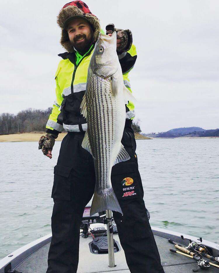 Gerald Branham caught this striper on Cherokee Lake while dropping a Damiki armor shad.