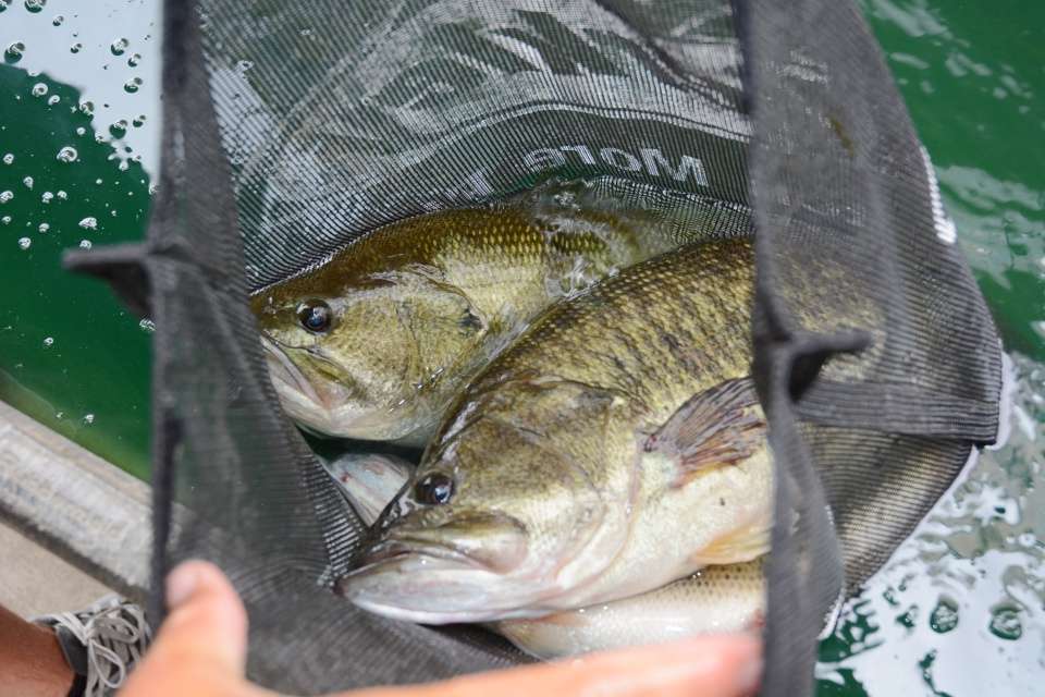 A fine Clear Lake limit swimming inside the Berkley weigh-in bag of Griswold. 
