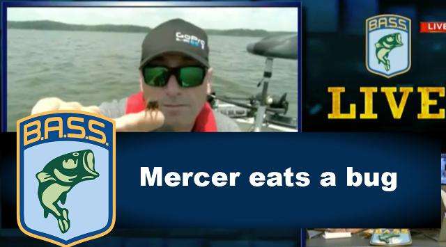 On Bassmaster LIVE, tournament emcee Dave Mercer even had one crawling on his finger when Mark Zona told him thereâs $188 coming his way if he ate âChukkers the Cicada.â One quick move into the mouth and a chomp or two was followed by hollering of disbelief and a âTastes like chicken.â Tommy Sanders summed up the craziness, âTastes like hilarity.â Final word from Mercer, âYou guys know Iâll do anything for a camera.â
