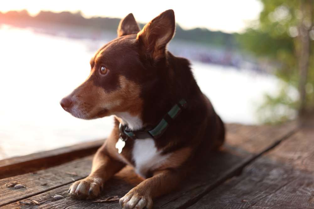 You can follow Kayla Palaniuk and Carl Jocumsen's dog Roo on <a href=