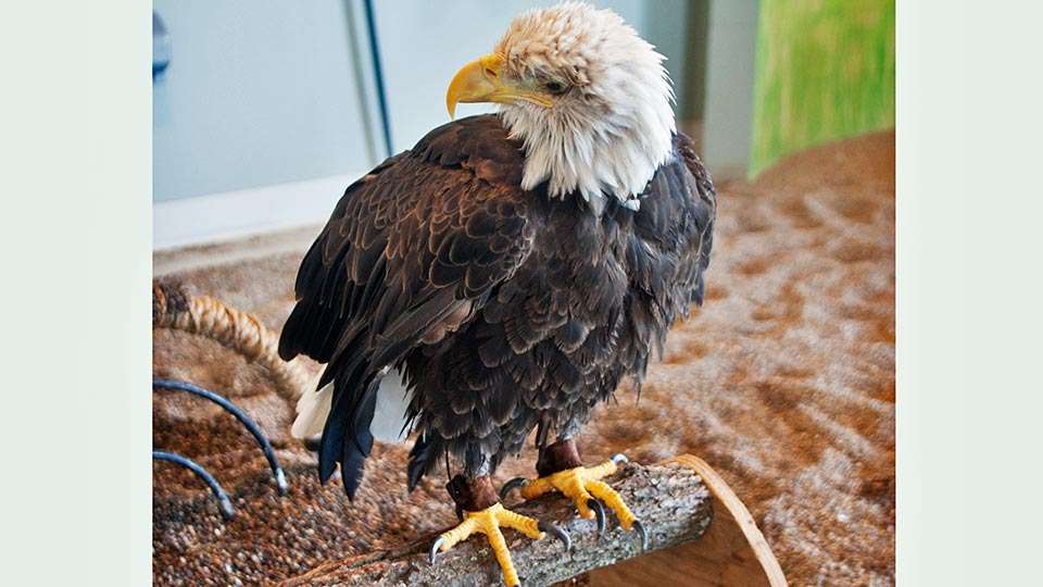 Inside the Center, visitors can get this close to the five rescue eagles, who are tethered as opposed to behind glass. There is also a 45-minute educational feeding program each day.