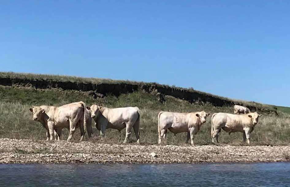Pipkens had to leave us laughing. âAny thoughts what these rare northern albino water buffalos are thinking? Haha. Pretty sure these beasts havenât seen too many bass boats!â 