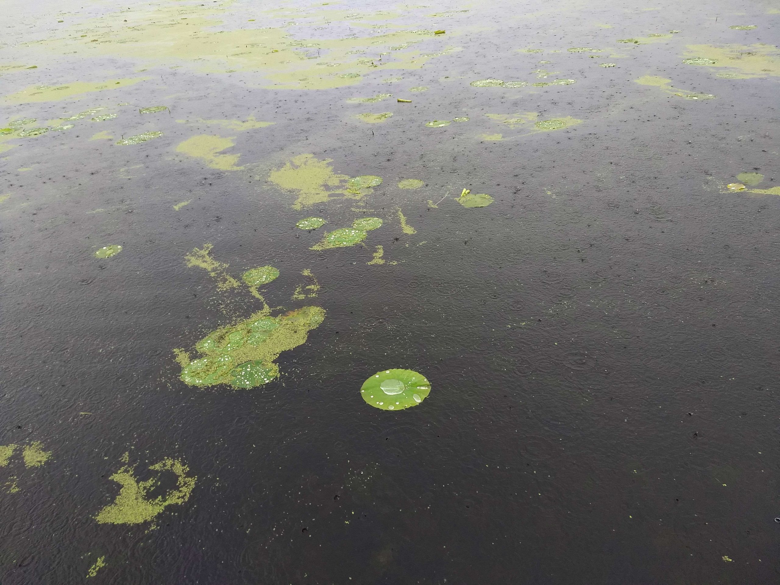 Water is pooling on top of the pads. Randy Sullivan is in an area with diverse vegetation trying to relocate his fish.