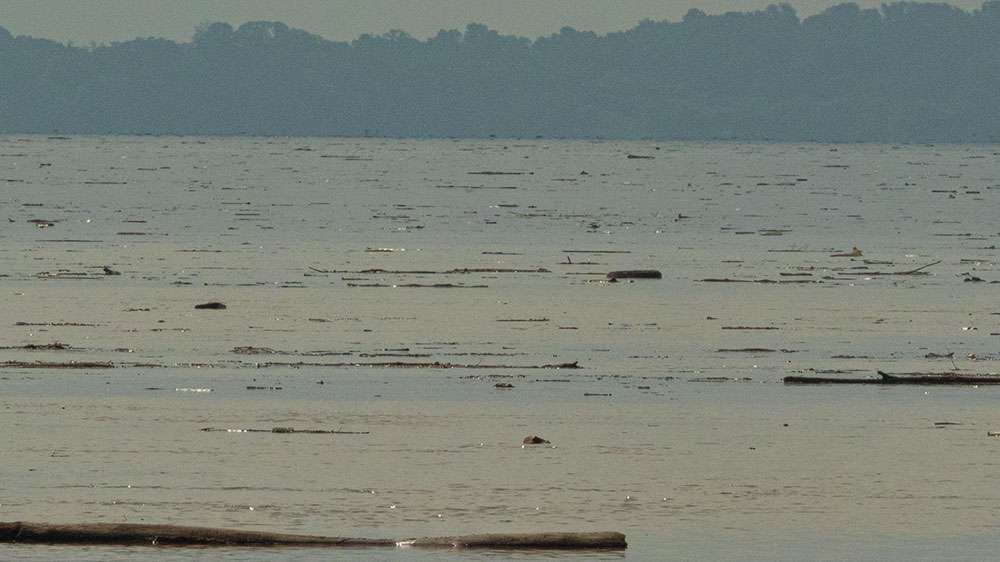 From the Havre de Grace side of the flats, the debris looked like a minefield of floaters.